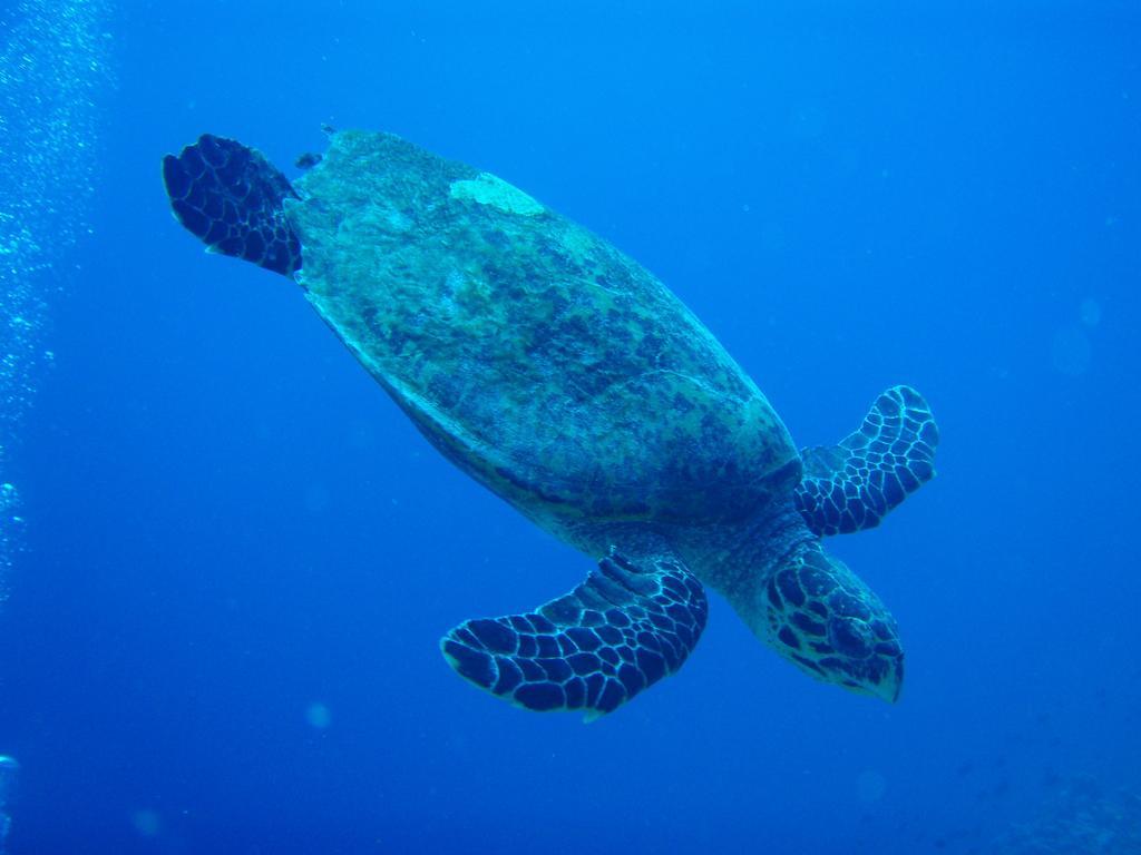 Shamar Guesthouse & Dive Maamigili Exterior foto
